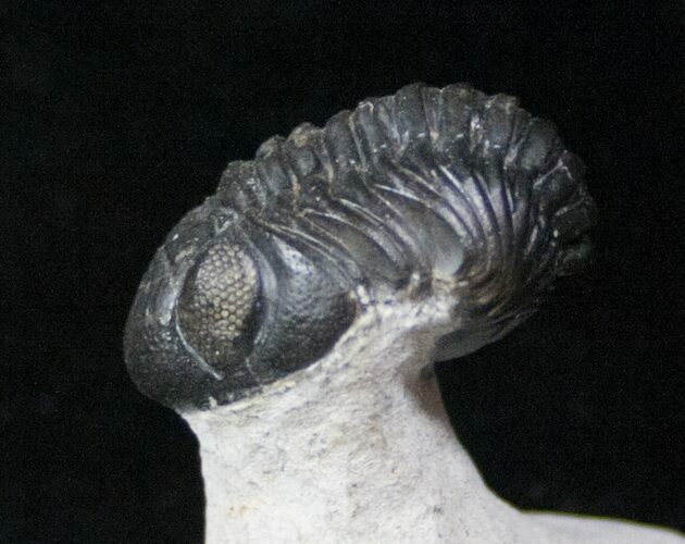 Curled Phacops Trilobite #12937
